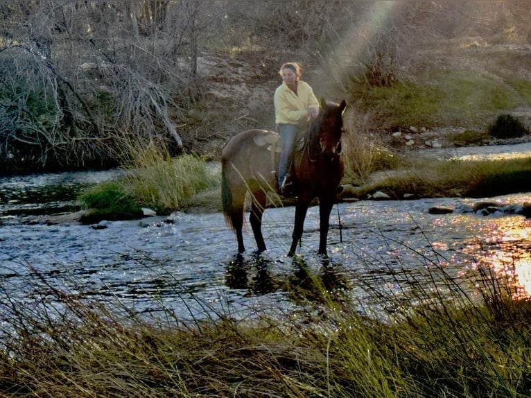 American Quarter Horse Gelding 11 years 16 hh Roan-Bay in Guthrie, OK