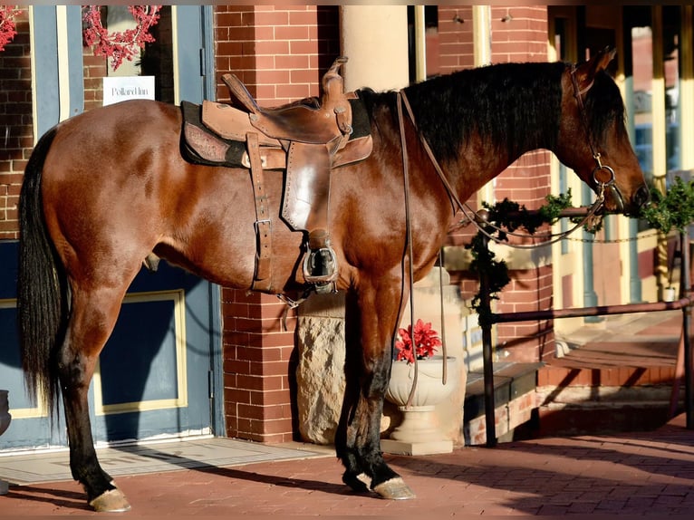 American Quarter Horse Gelding 11 years 16 hh Roan-Bay in Guthrie, OK