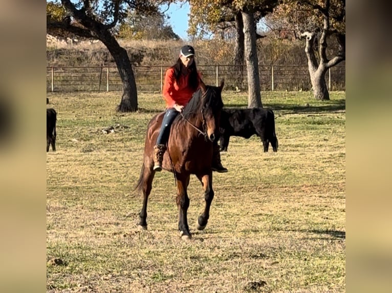 American Quarter Horse Gelding 11 years 16 hh Roan-Bay in Guthrie, OK