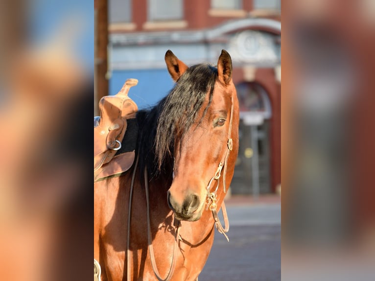 American Quarter Horse Gelding 11 years 16 hh Roan-Bay in Guthrie, OK