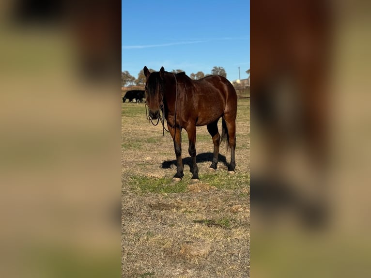 American Quarter Horse Gelding 11 years 16 hh Roan-Bay in Guthrie, OK