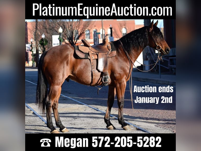 American Quarter Horse Gelding 11 years 16 hh Roan-Bay in Guthrie, OK