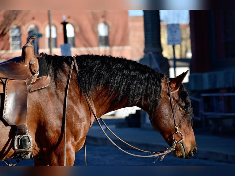 American Quarter Horse Gelding 11 years 16 hh Roan-Bay in Guthrie, OK