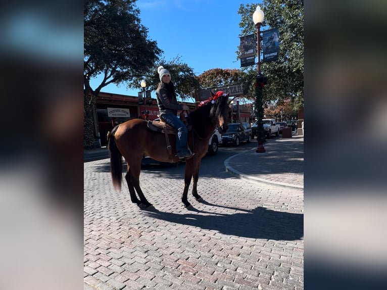 American Quarter Horse Gelding 11 years 16 hh Roan-Bay in Guthrie, OK