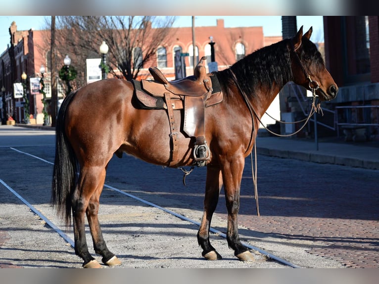 American Quarter Horse Gelding 11 years 16 hh Roan-Bay in Guthrie, OK