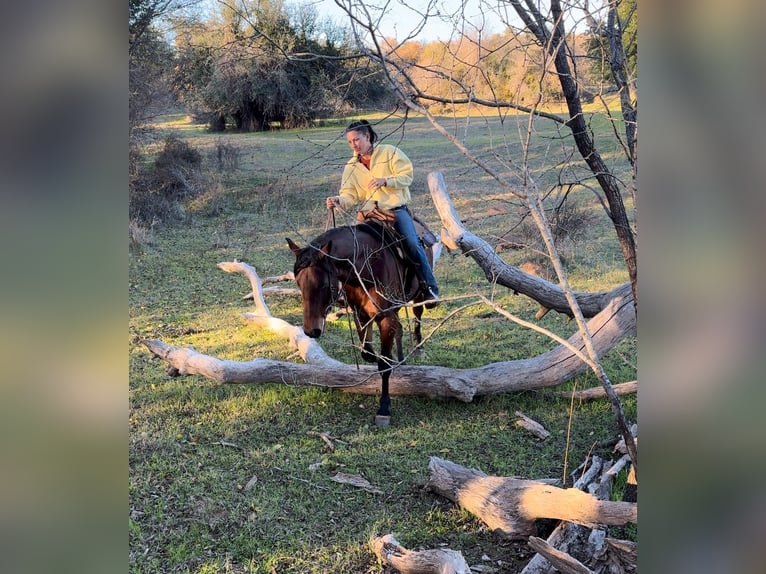 American Quarter Horse Gelding 11 years 16 hh Roan-Bay in Guthrie, OK