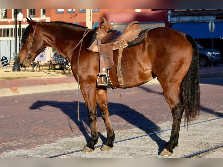 American Quarter Horse Gelding 11 years 16 hh Roan-Bay in Guthrie, OK