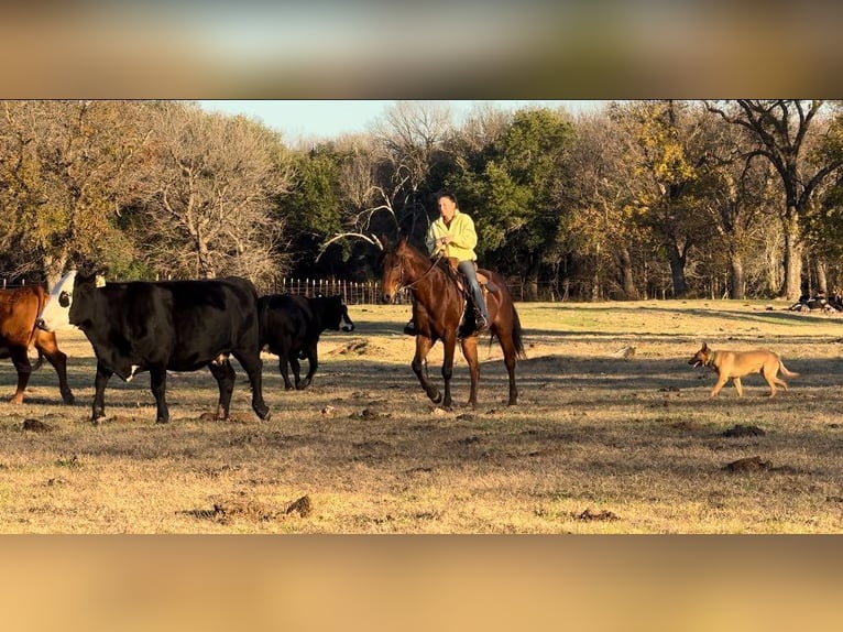 American Quarter Horse Gelding 11 years 16 hh Roan-Bay in Guthrie, OK