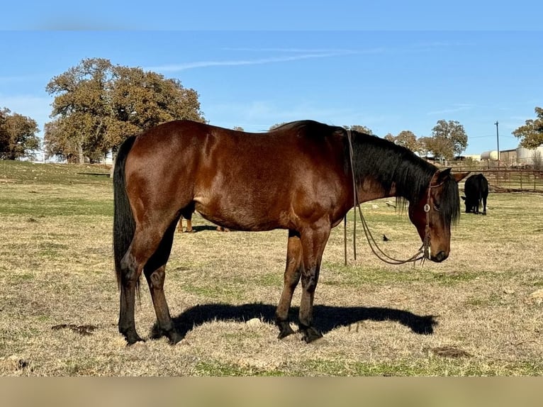 American Quarter Horse Gelding 11 years 16 hh Roan-Bay in Guthrie, OK