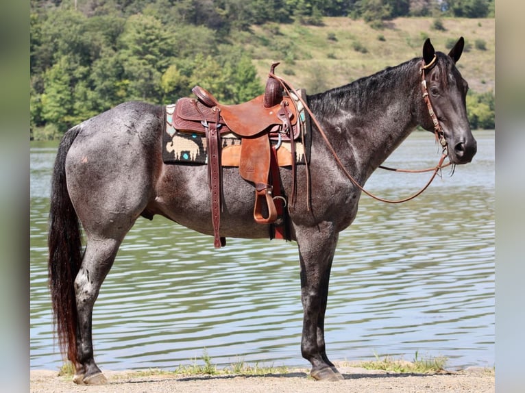 American Quarter Horse Gelding 11 years 16 hh Roan-Blue in Liverpool, PA