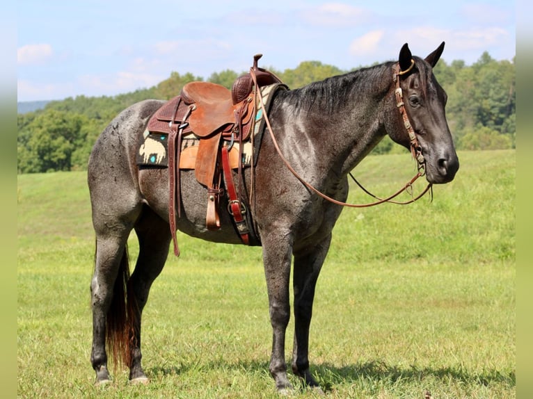 American Quarter Horse Gelding 11 years 16 hh Roan-Blue in Liverpool, PA
