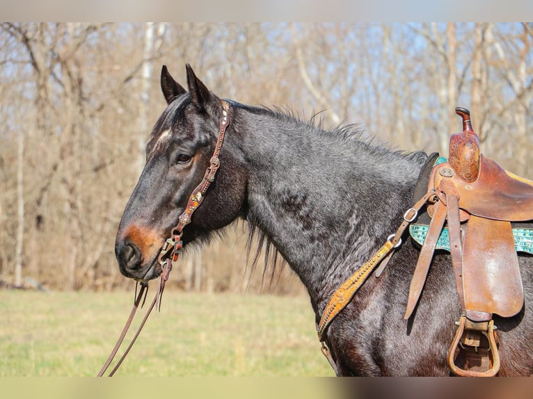 American Quarter Horse Gelding 11 years 16 hh Roan-Blue in Hillsboro KY