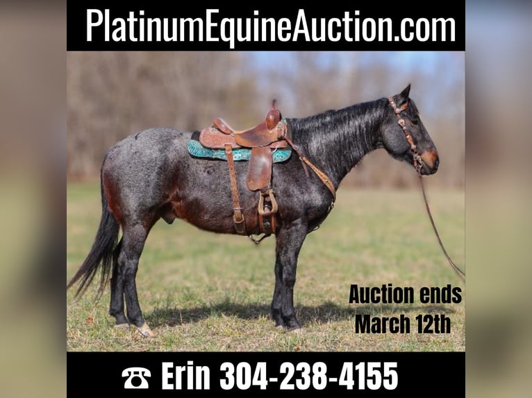 American Quarter Horse Gelding 11 years 16 hh Roan-Blue in Hillsboro KY