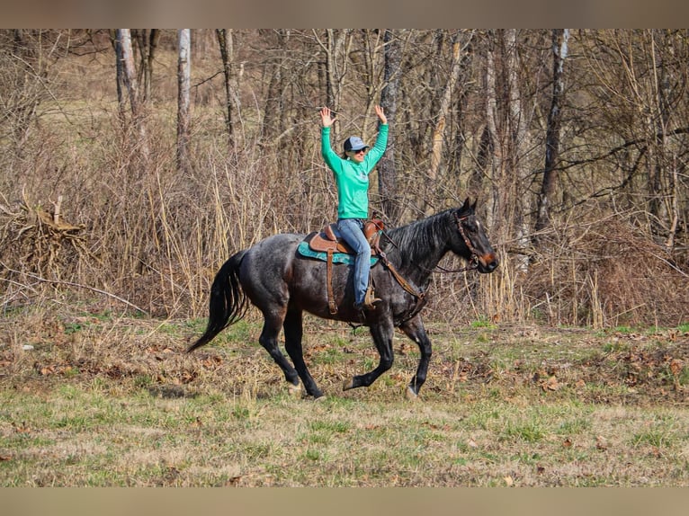 American Quarter Horse Gelding 11 years 16 hh Roan-Blue in Hillsboro KY