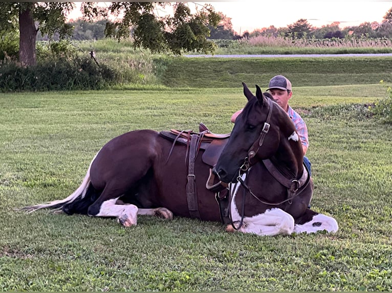 American Quarter Horse Gelding 11 years 16 hh Tobiano-all-colors in zearing IA