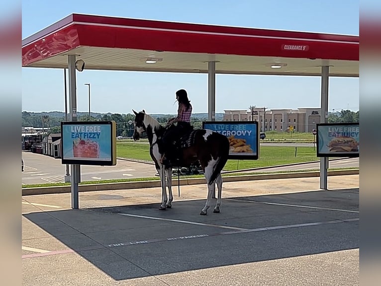 American Quarter Horse Gelding 11 years 16 hh Tobiano-all-colors in Grapeland TX