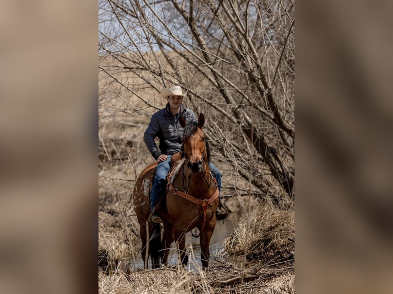 American Quarter Horse Gelding 11 years 16 hh Tobiano-all-colors in river falls WI