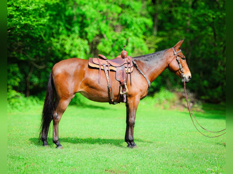 American Quarter Horse Gelding 11 years 16,1 hh Bay in Flemingsburg KY