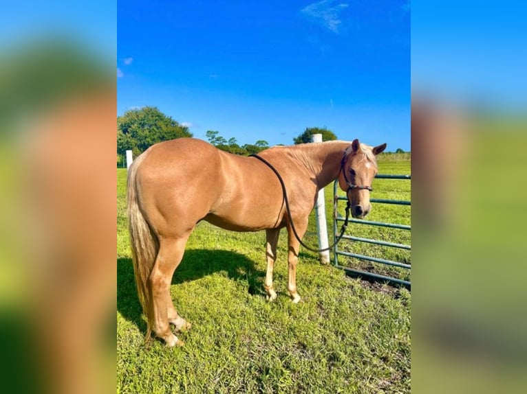 American Quarter Horse Gelding 11 years 16,1 hh Brown in Bear River City
