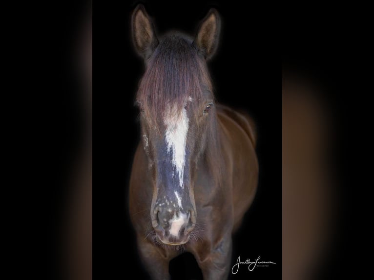 American Quarter Horse Gelding 11 years 16,3 hh Black in OCALA, FL