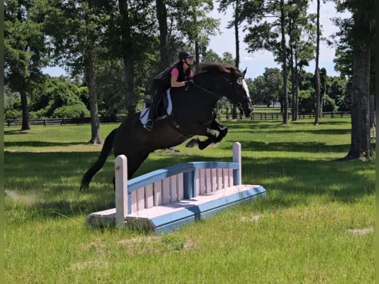 American Quarter Horse Gelding 11 years 16,3 hh Black in OCALA, FL
