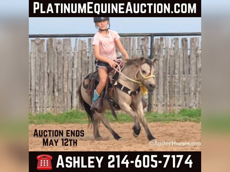 American Quarter Horse Gelding 11 years 9,3 hh Buckskin in Weatherford TX