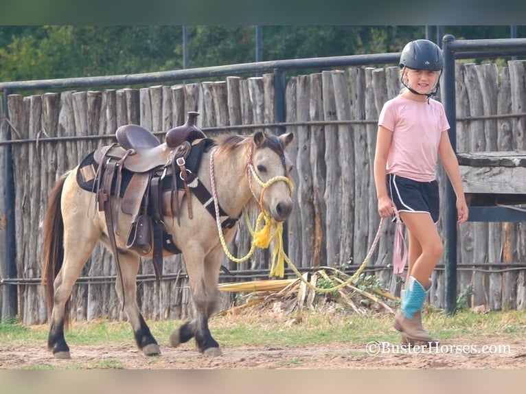 American Quarter Horse Gelding 11 years 9,3 hh Buckskin in Weatherford TX