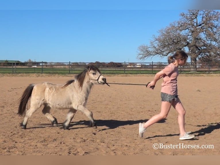 American Quarter Horse Gelding 11 years 9,3 hh Buckskin in Weatherford TX