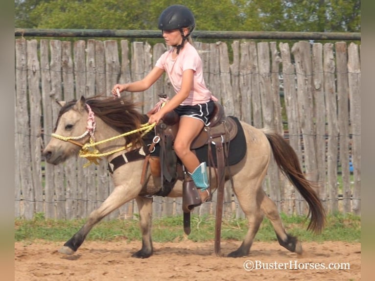 American Quarter Horse Gelding 11 years 9,3 hh Buckskin in Weatherford TX
