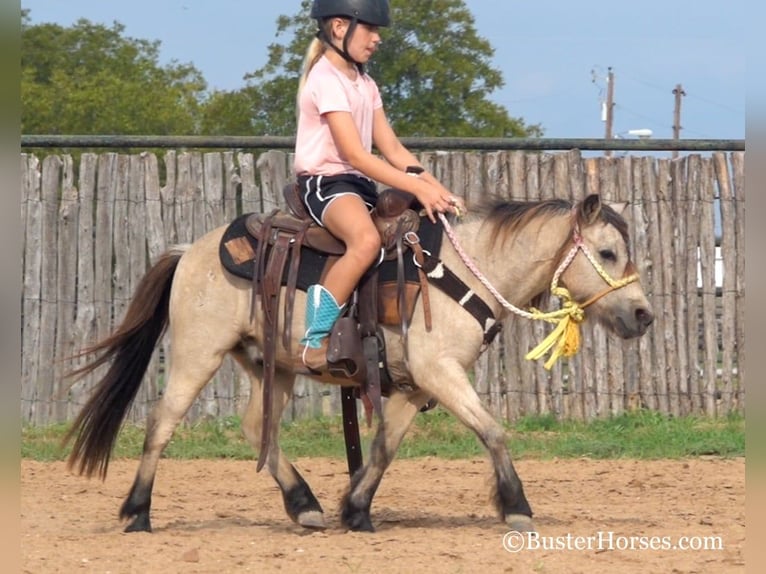 American Quarter Horse Gelding 11 years 9,3 hh Buckskin in Weatherford TX