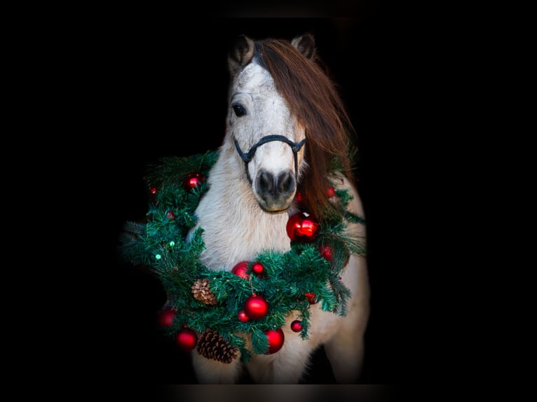 American Quarter Horse Gelding 11 years 9,3 hh Buckskin in Weatherford TX