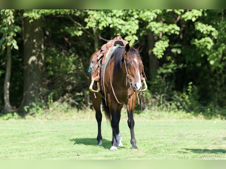 American Quarter Horse Gelding 11 years Bay in North Bloomfield