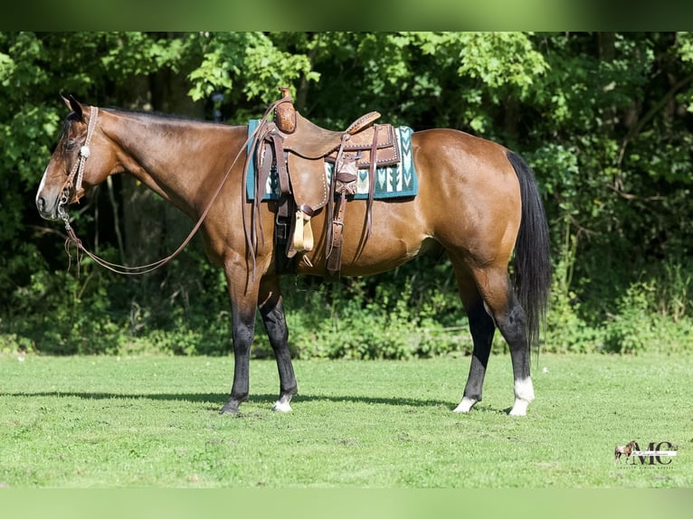 American Quarter Horse Gelding 11 years Bay in North Bloomfield
