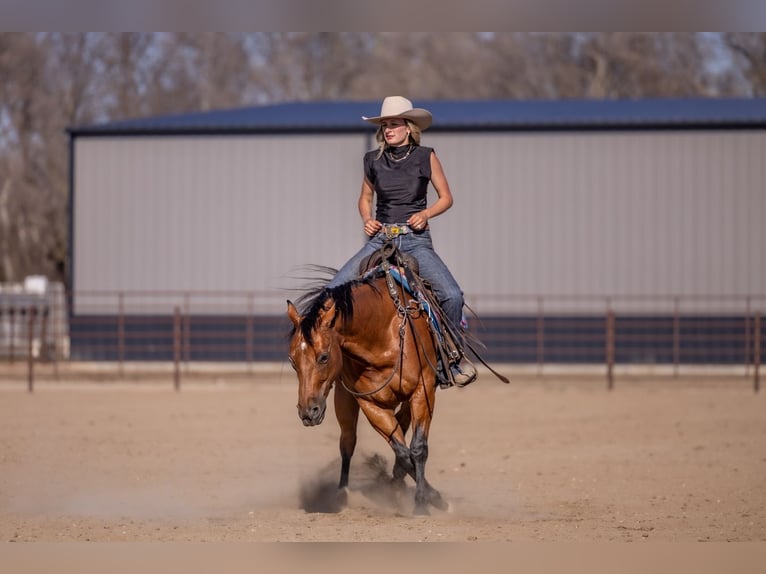 American Quarter Horse Gelding 11 years Bay in Canistota