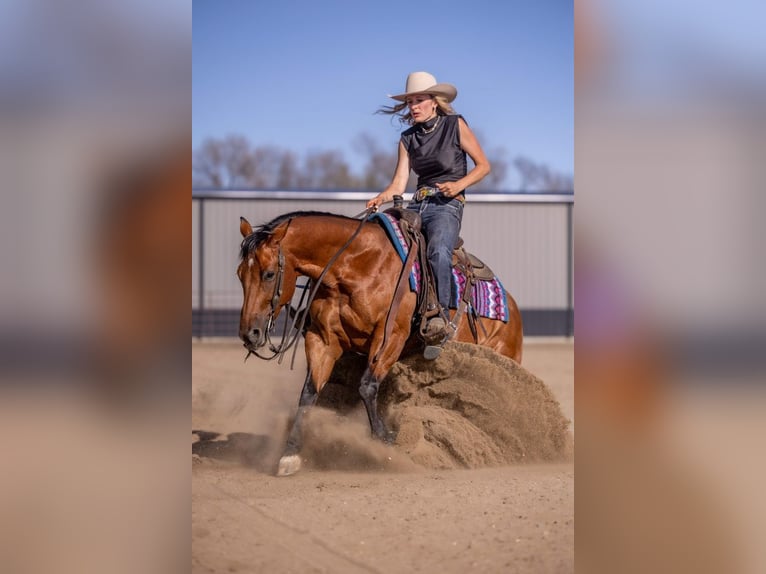 American Quarter Horse Gelding 11 years Bay in Canistota