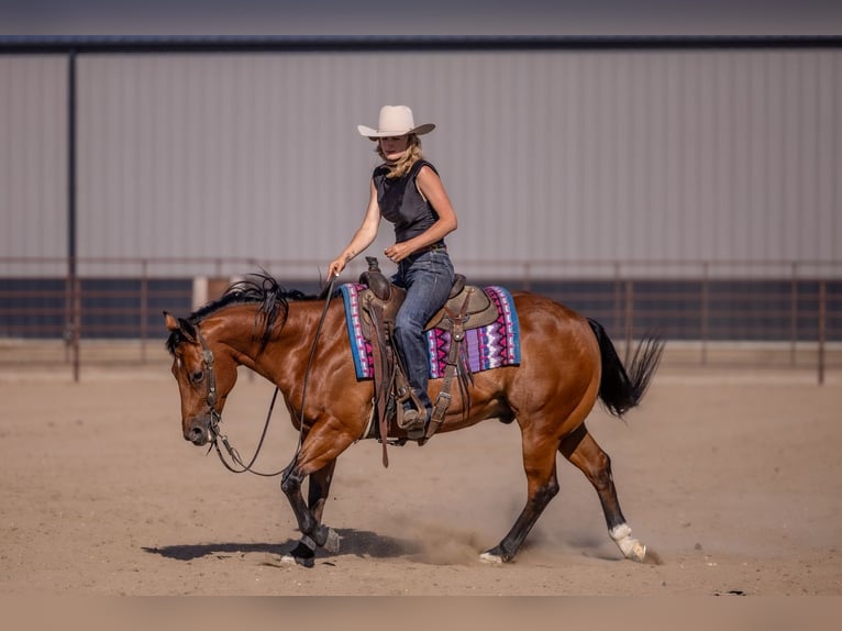 American Quarter Horse Gelding 11 years Bay in Canistota