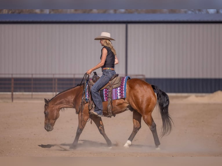 American Quarter Horse Gelding 11 years Bay in Canistota