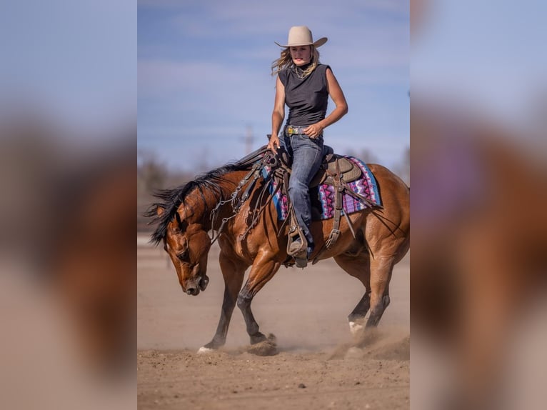 American Quarter Horse Gelding 11 years Bay in Canistota