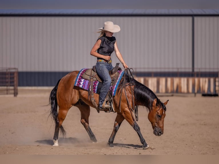 American Quarter Horse Gelding 11 years Bay in Canistota