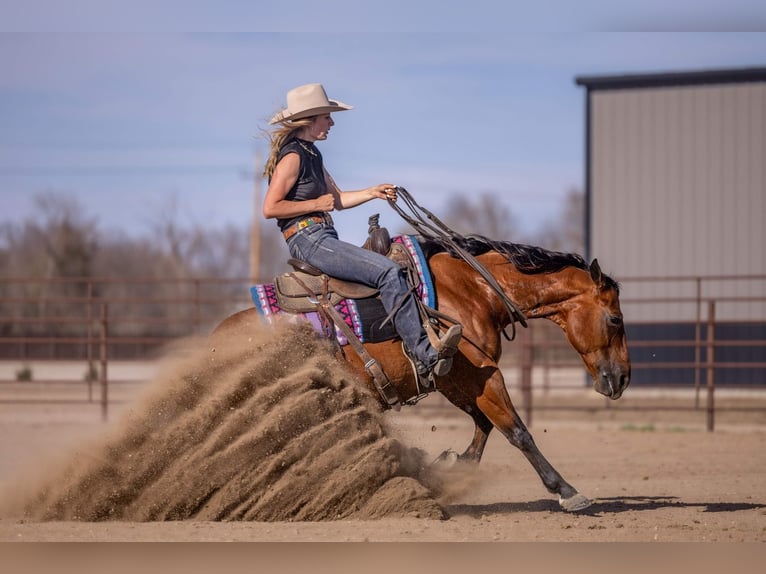 American Quarter Horse Gelding 11 years Bay in Canistota