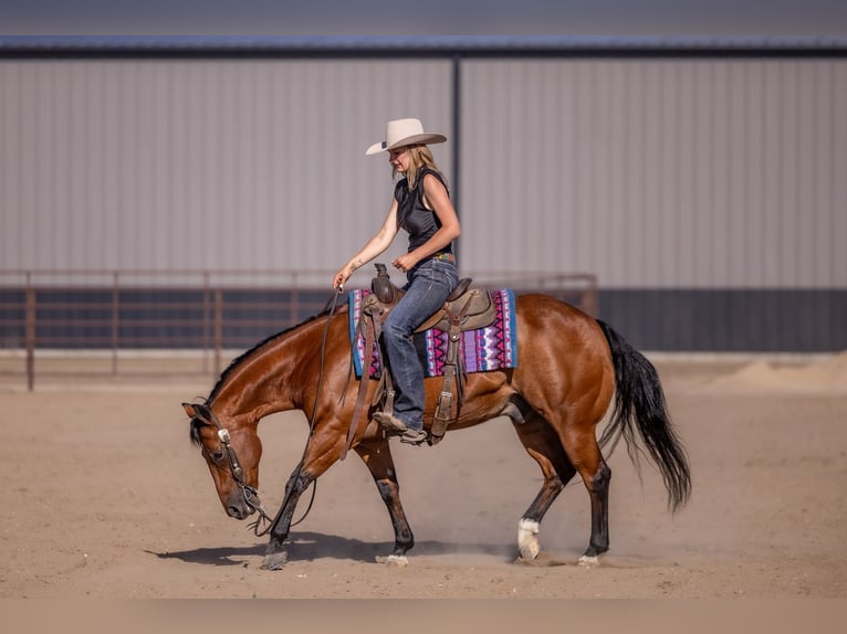 American Quarter Horse Gelding 11 years Bay in Canistota