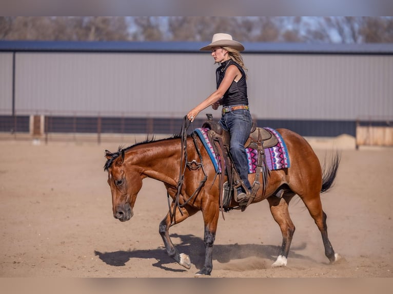 American Quarter Horse Gelding 11 years Bay in Canistota