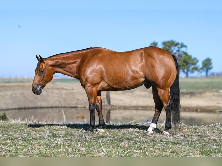 American Quarter Horse Gelding 11 years Bay in Canistota