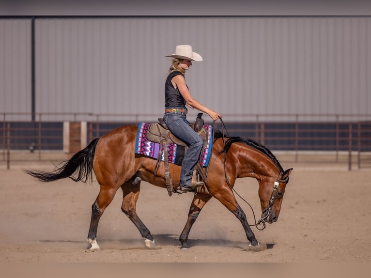 American Quarter Horse Gelding 11 years Bay in Canistota