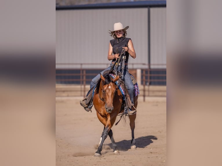 American Quarter Horse Gelding 11 years Bay in Canistota