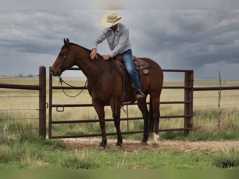 American Quarter Horse Gelding 11 years Bay in Canyon, TX