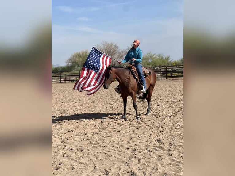 American Quarter Horse Gelding 11 years Bay in Scottsdale, AZ