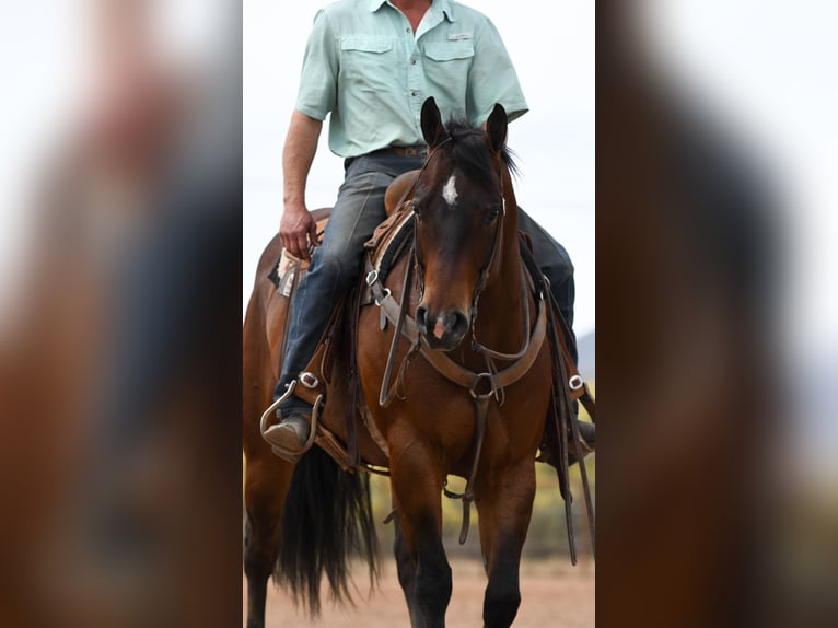 American Quarter Horse Gelding 11 years Bay in Cave Creek