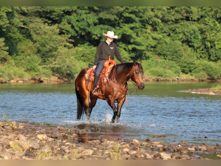 American Quarter Horse Gelding 11 years Bay in Clarion