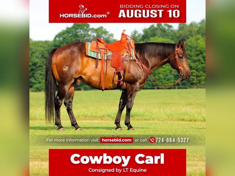 American Quarter Horse Gelding 11 years Bay in Clarion